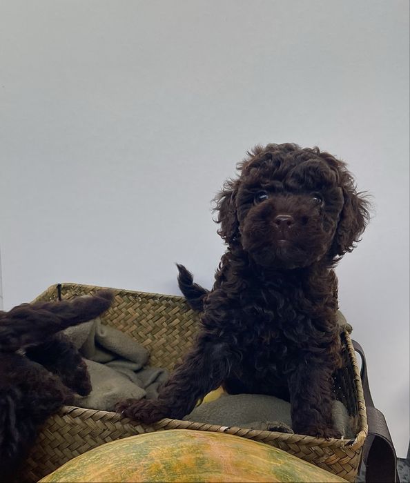 Мини пудели - цвят шоколад