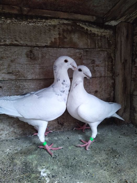 Vand Porumbei german