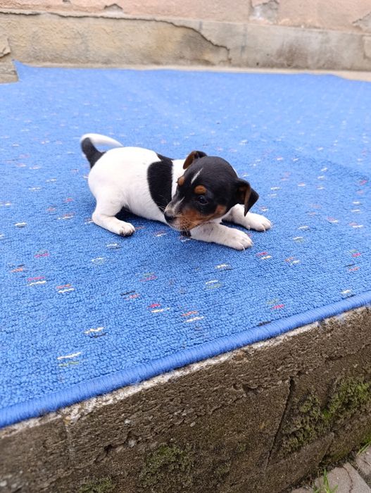 Căței Jakc Russell Terrieri