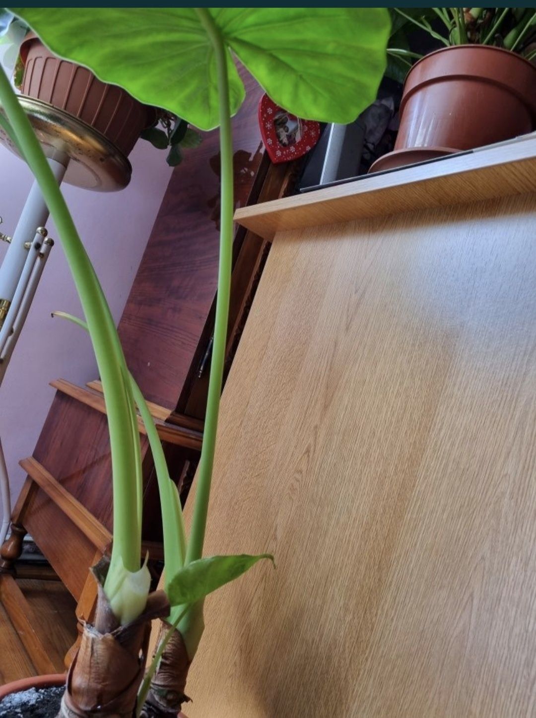 Vand flori de casa