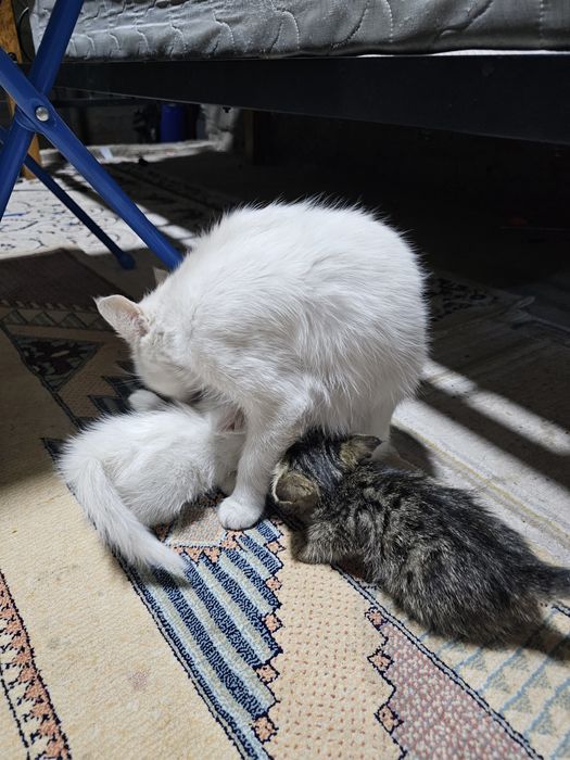 Бесплатно кошка с двумя котятами