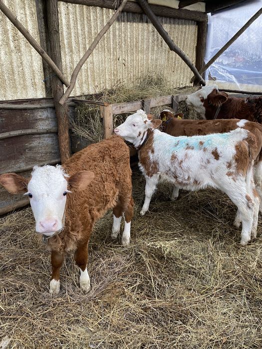 Vând 3 vițele înțărcate