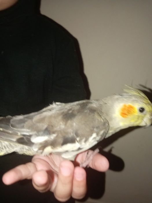 To'ti qushla sotiladi qolga organgan