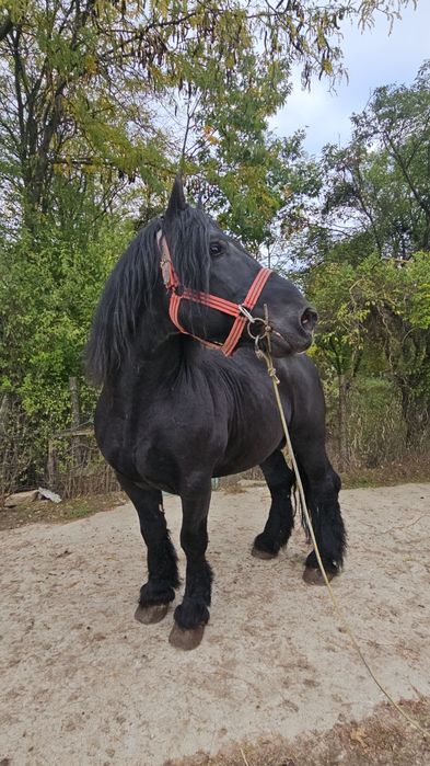 Armăsarul de fiitero de vânzare