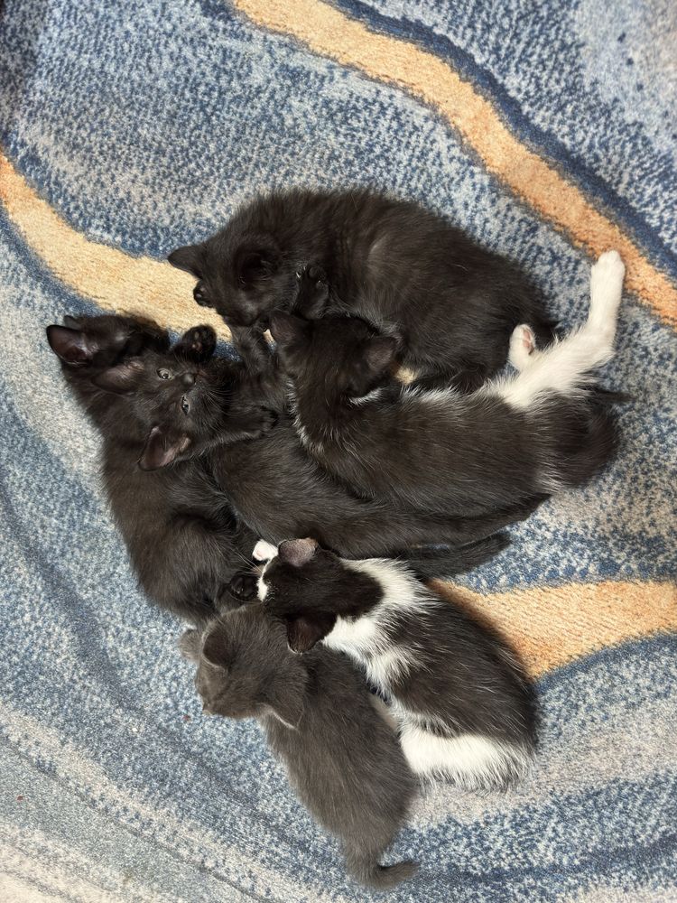 Котята домошние 1 мес