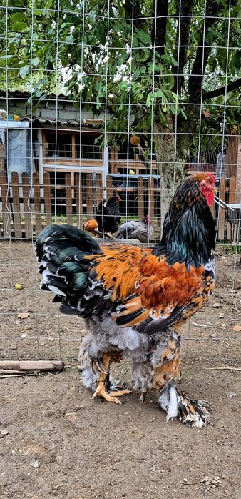 Cocoș brahma portelan vand/schimb