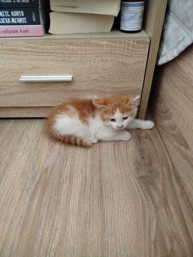 Подарям женско  котенце.