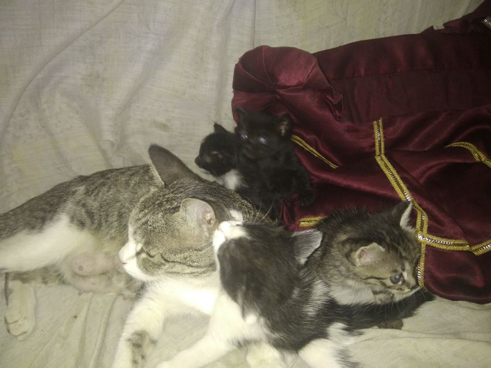 Раздаю домашних котят.