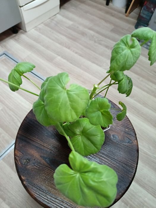 Пеларгония сорта разные