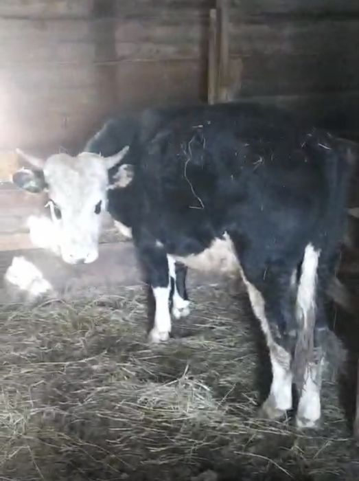 Продам быка 1.5