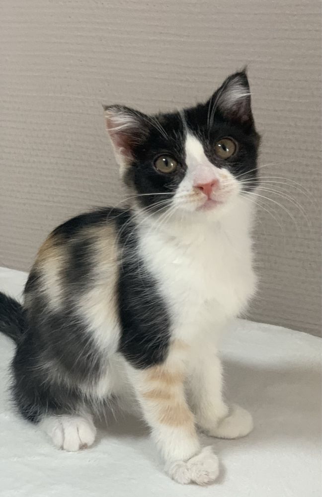 Котенок ищет дом