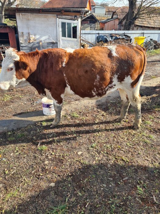 Vaci gestante de 6 luni