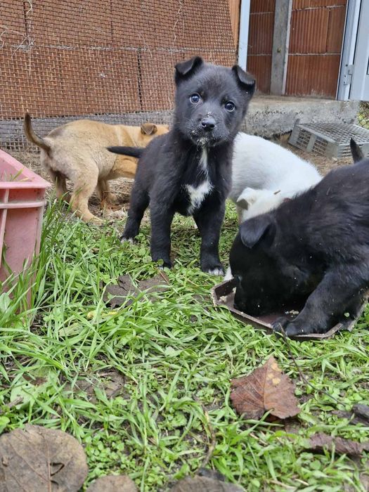 Подарявам! Малки кученца