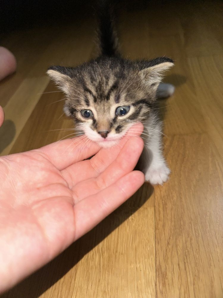 Кошки отдадим в добрые руки