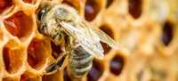 Vand 35 familii de albine albine puternice ,Chirpar, Jud.Sibiu