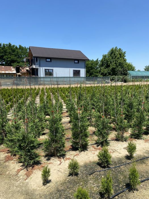 Vand tuia plante ornamentale pentru gard viu flori pomi