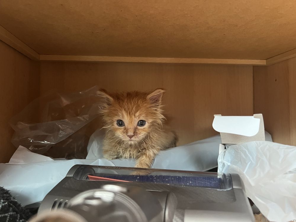 Подарява се мъжко коте.