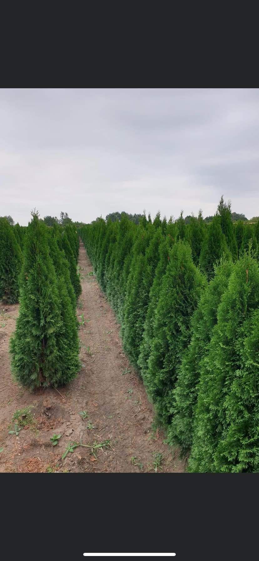 Vindem plante ornametale tuia smarald lilandi mesteceni enuperi brazi