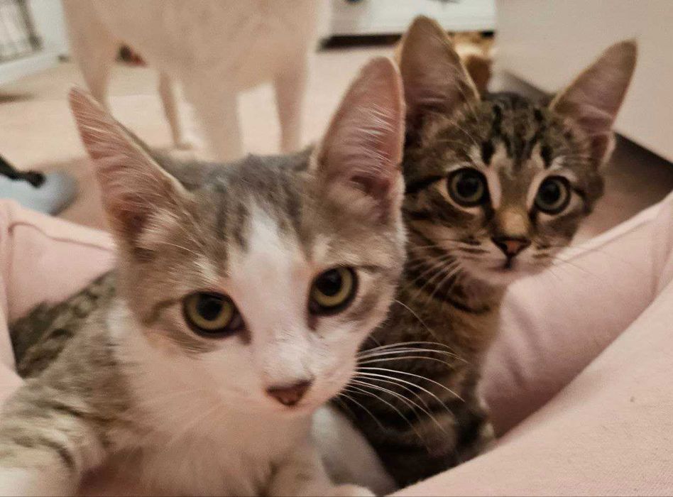 Motanei adorabile, jucausi si gata de o casa iubitoare