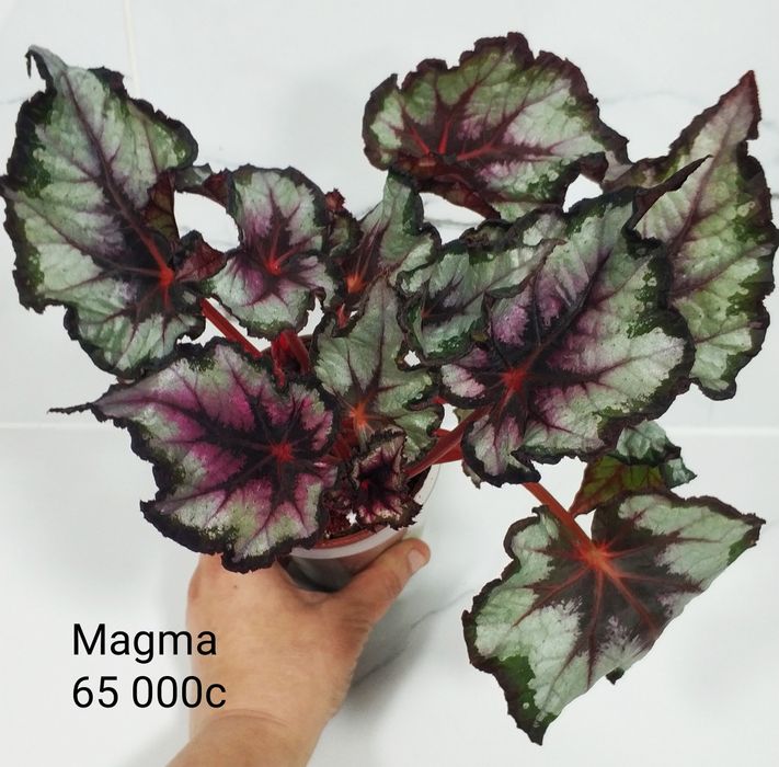 Бегонии декоративно лиственные.