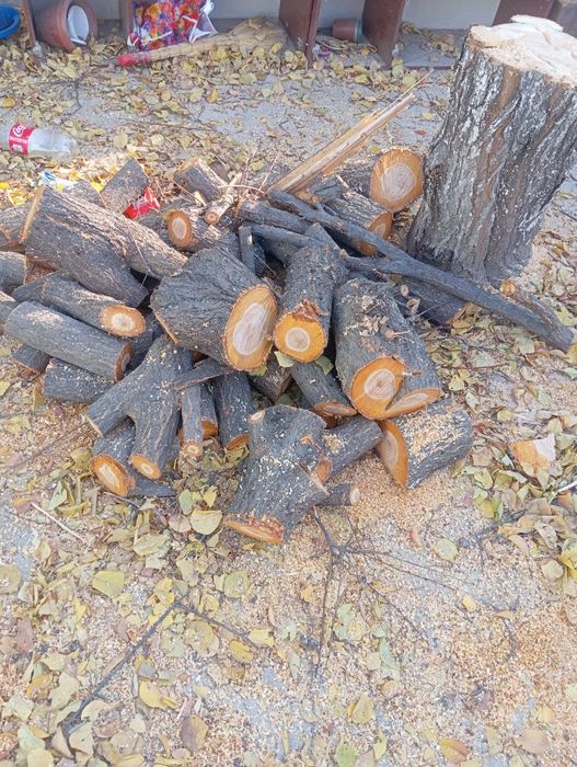 Отын аралаймыз.Тал кесеміз