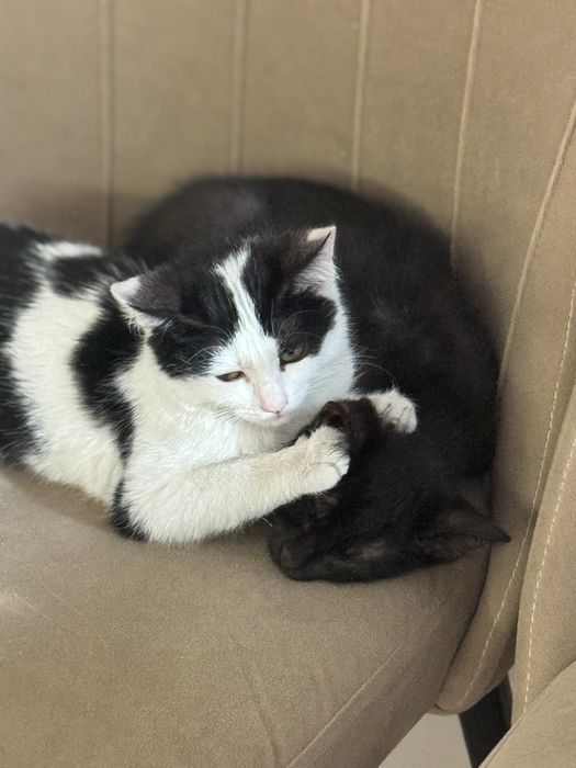 Отдам котят в добрые руки