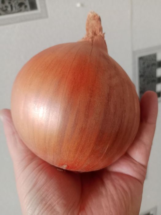 Лук крупный-калибровка 5-12 mm