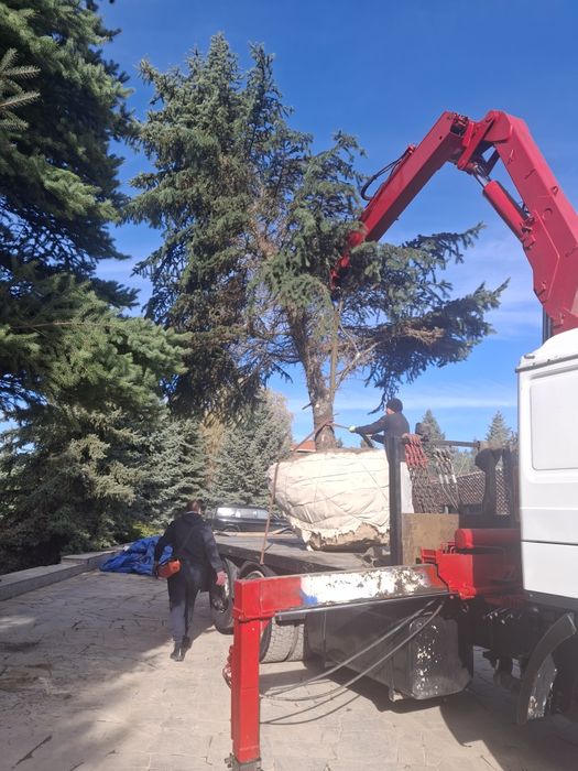 Профессиональная посадка-пересадка деревьев Лечение деревьев спил дере