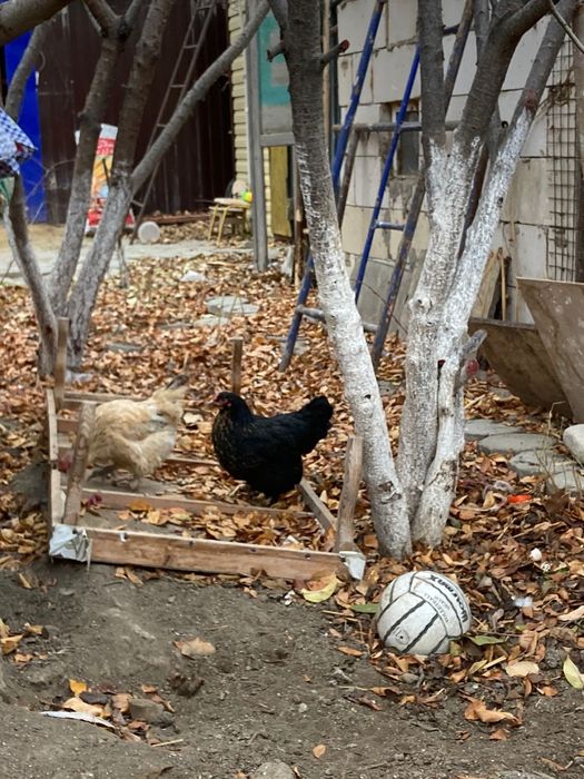 Куры и петухи 3500