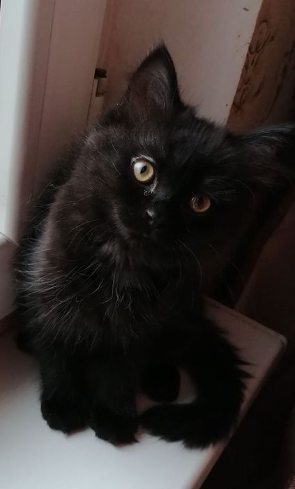 Вислоухий котенок, 2 мес