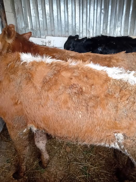 Vitele baltate și angus intarcate