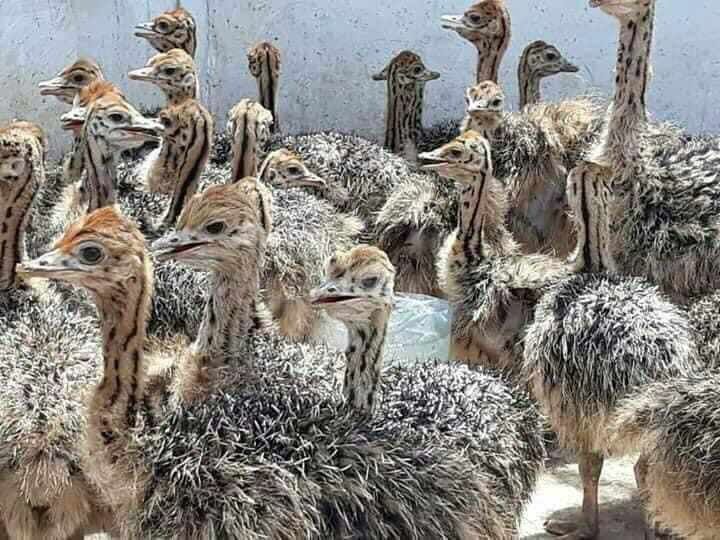 Туякуш страус straus ostrich острич 5ёшли тухумда