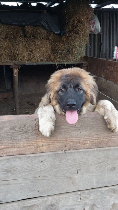 Vând Ciobănesc Caucazian