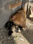 Vand closca cu pui si familii gaini rasa Plymouth alb,galben si barat.