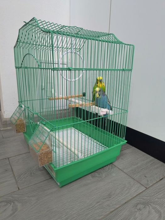 Vând pereche peruși.