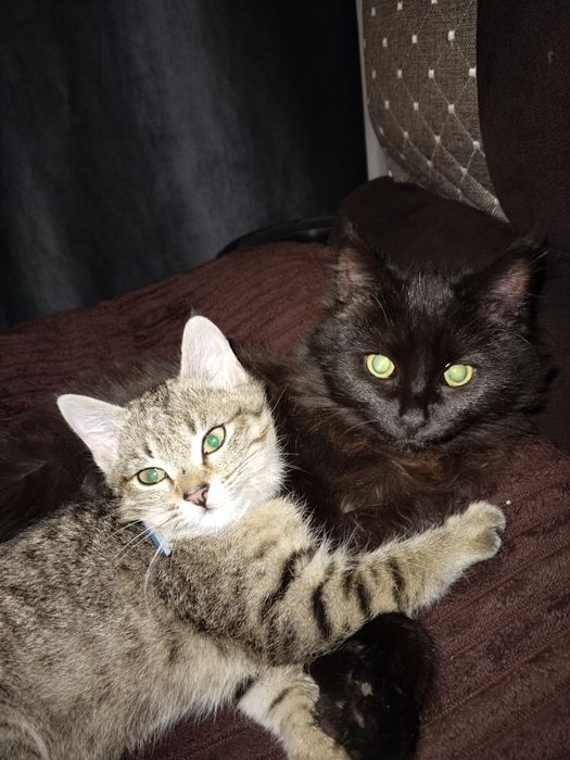 Котёнок девочка тигрового окнааа в добрые руки бесплатно