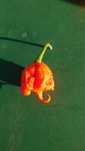 Продавам сос от люти чушки - Carolina reaper, Моруга скорпион,хабанеро