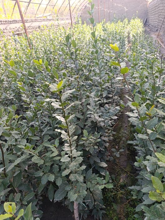 Dafna daraxti (lavr)  koʻchatlari bor  narxi 50.000 soʻmdan