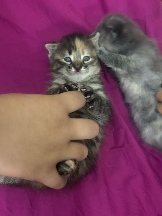 Продаются котята 1,5 месяц