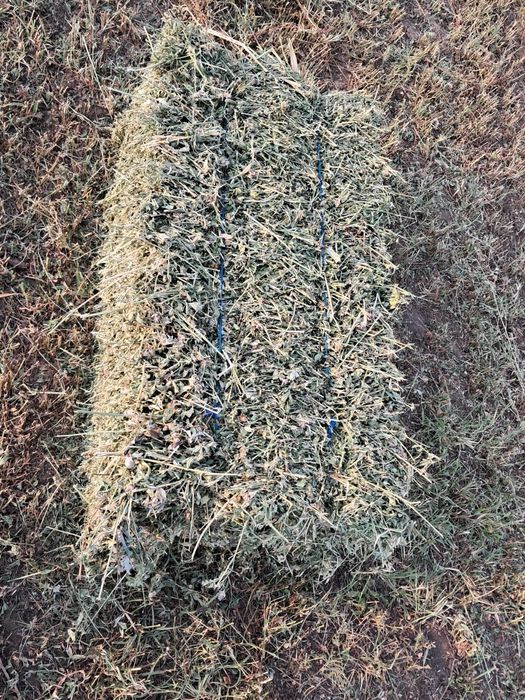 Baloti lucerna   25 ron buc