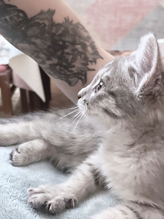 котенок в добрые руки