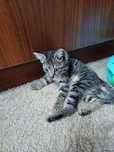 Домашний котёнок бесплатно