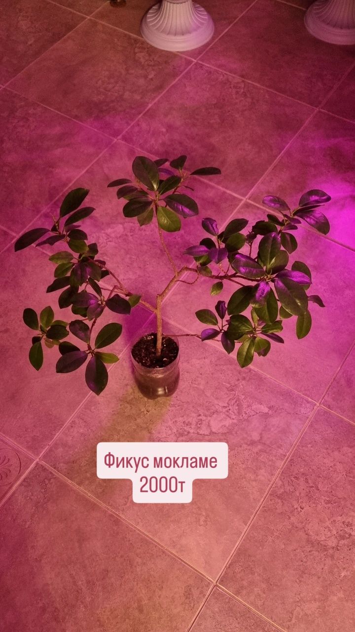 Фикусы разные , юкка и диффенбахия.Цветы для дома и офиса