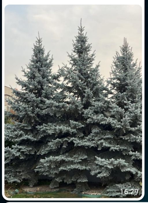 Ель Голубая саженцы