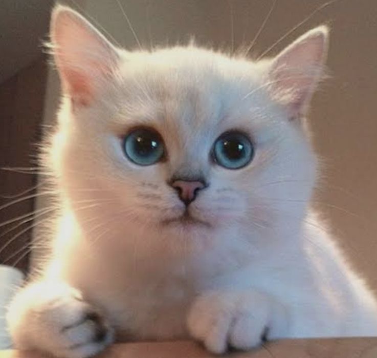 Skottish strayt qiz bola 4.5 oylik sotiladi