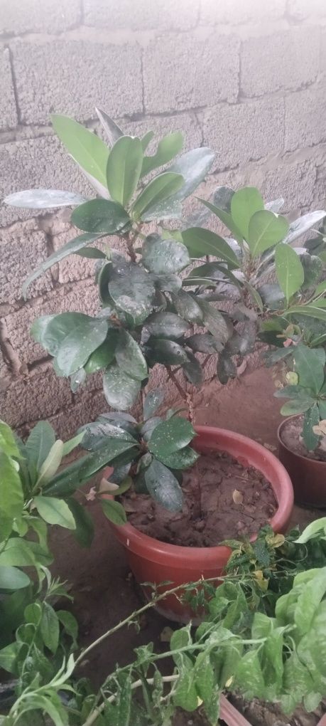 Honaki gullar katta
