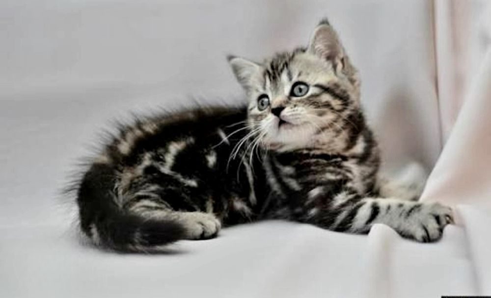 Девочка британочка красавица