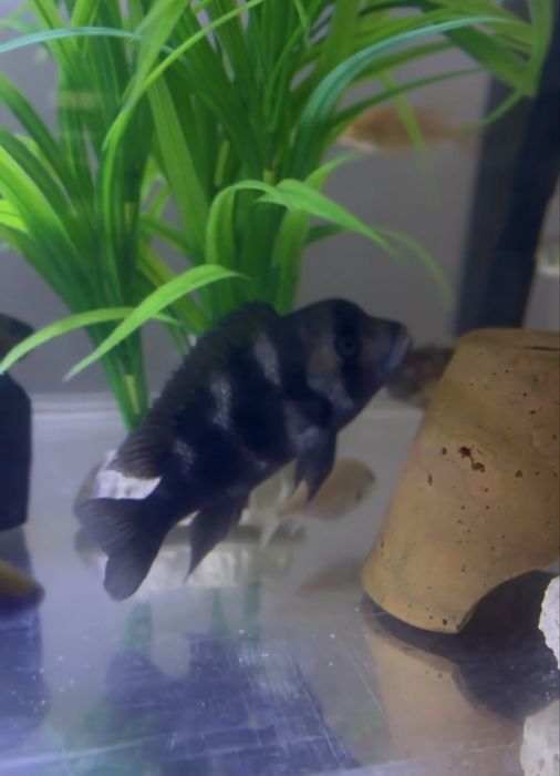 Frantoza black widow самец и самка