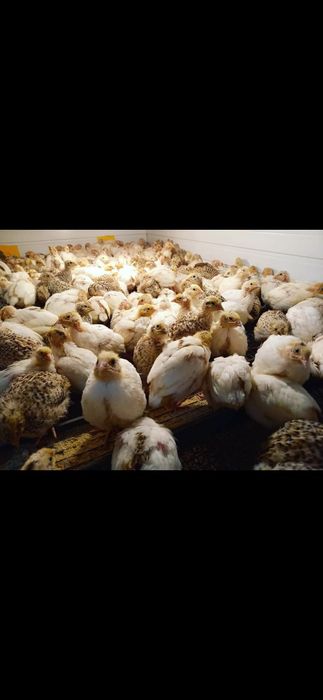 Vând pui de prepeliță!