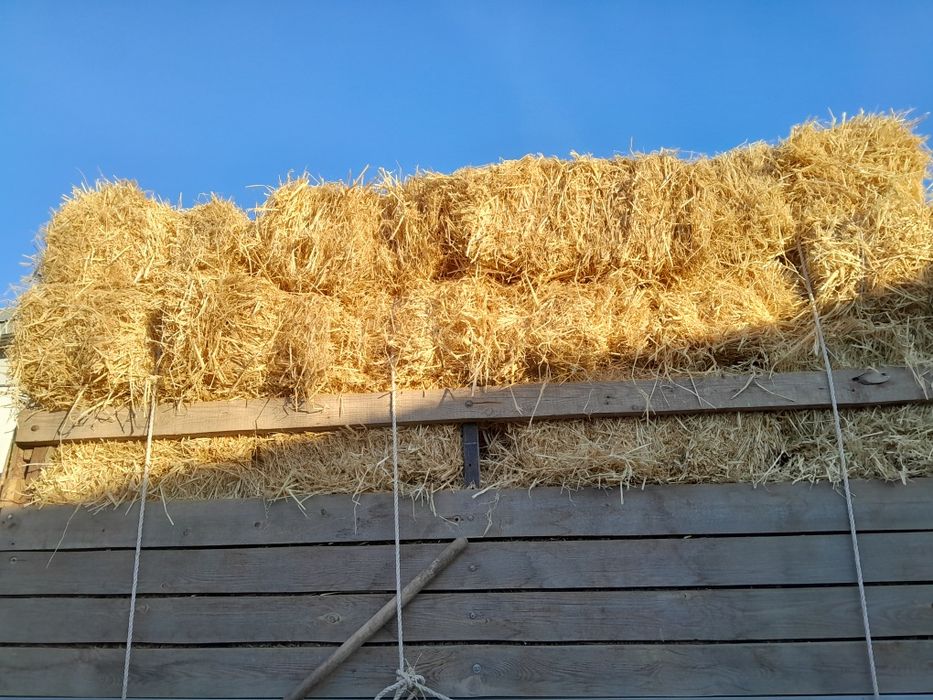 Сабан сатылады 250тг